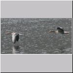 Anser anser - Graugans 03 OS-Rubbenbruchsee.jpg